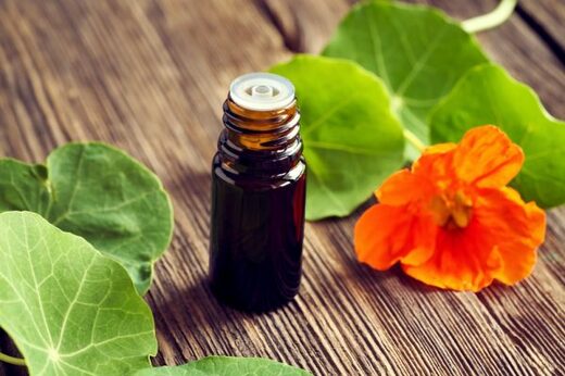 Lichořeřišnice: přírodní pomocník s širokým využitím