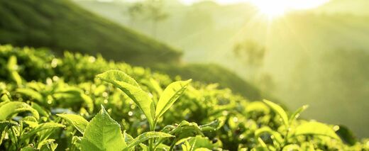 Jemný, povzbuzující, výjimečný: Zelený čaj v hlavní roli