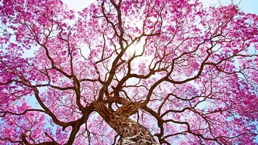 Lapacho: Přírodní poklad z jihoamerických pralesů