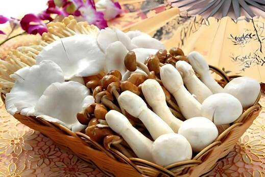 Čínské houby a jejich léčebné účinky