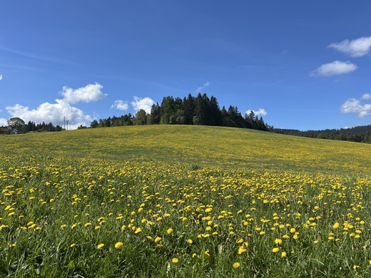 Pampeliška: Unikátní bylina z české louky