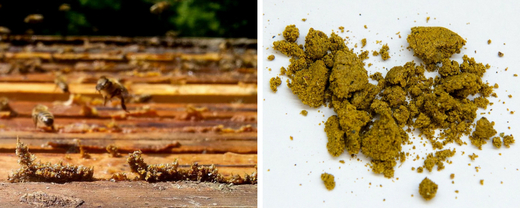 Propolis: Přírodní produkt včel s mnoha využitími