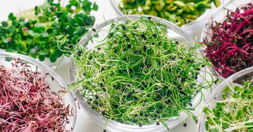 Microgreens: Malé rostlinky, velká síla