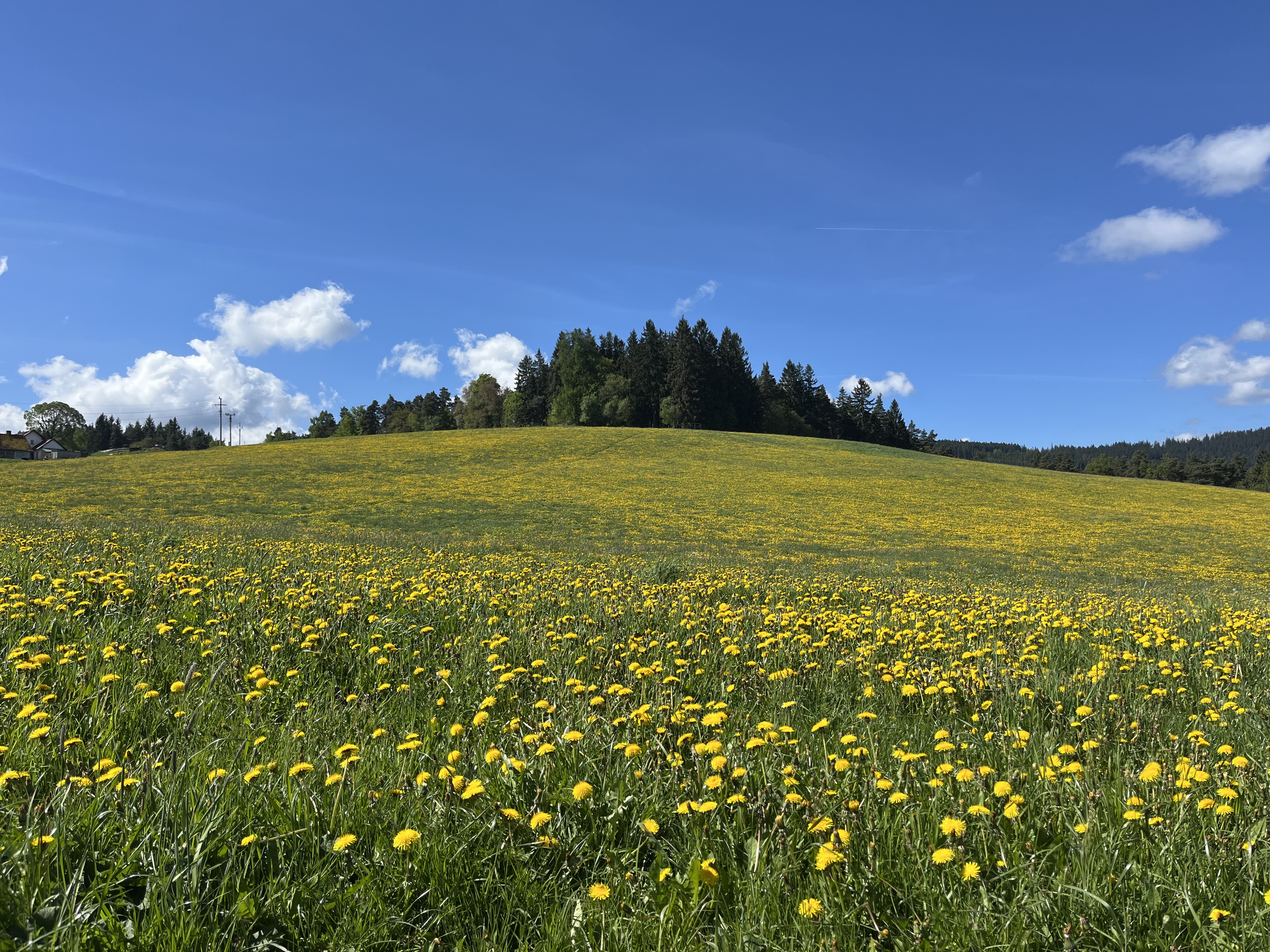 IMG_7022.jpg IMG_7022.jpg