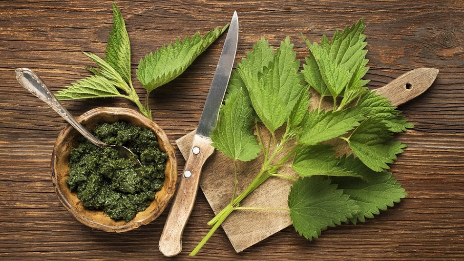 Divoké byliny pesto