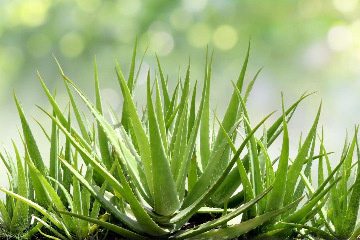 prirodni-kosmetika-aloe-vera
